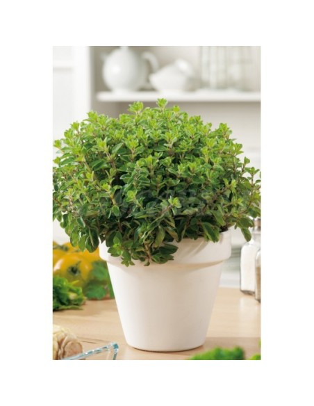 SEMILLA OREGANO