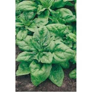 SEMILLA ESPINACA
