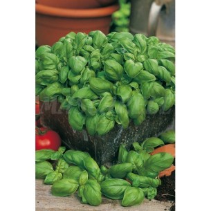 SEMILLA ALBAHACA