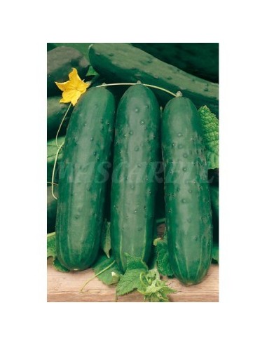 SEMILLA PEPINO LARGO VEWRDE HORTELANO