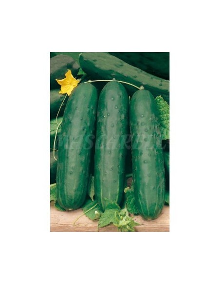 SEMILLA PEPINO LARGO VEWRDE HORTELANO