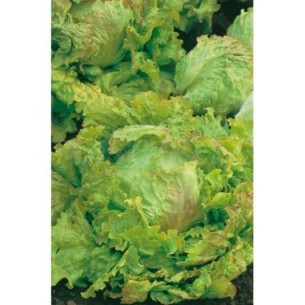 SEMILLA LECHUGA REPOLLO MARAVILLA VERANO