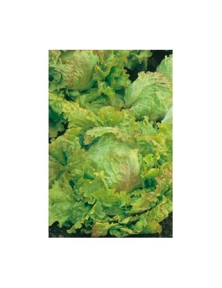 SEMILLA LECHUGA REPOLLO MARAVILLA VERANO