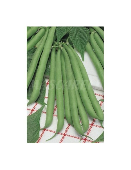 SEMILLA JUDIA PERFECCION (MATA ALTA) 250G