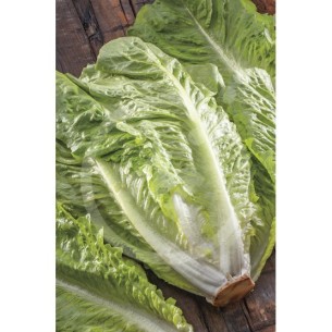 SEMILLA LECHUGA ROMANA INVIERNA