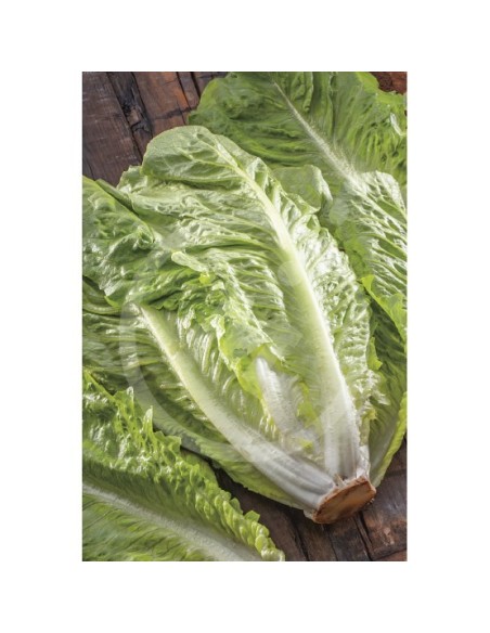 SEMILLA LECHUGA ROMANA INVIERNA