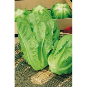 SEMILLA LECHUGA ROMANA RUBIA
