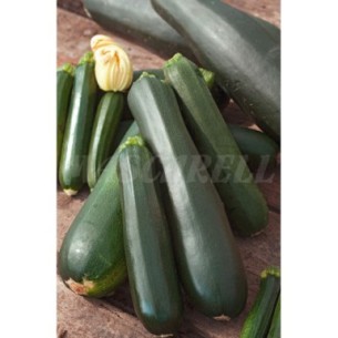 SEMILLA CALABACIN BLACK BEATY