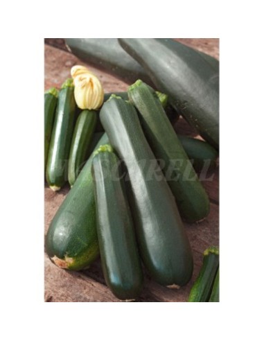 SEMILLA CALABACIN BLACK BEATY