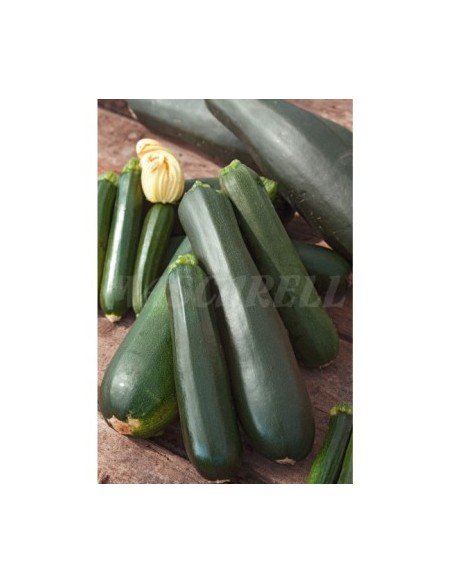 SEMILLA CALABACIN BLACK BEATY