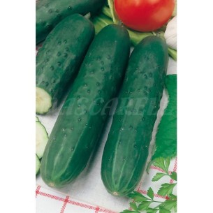 SEMILLA PEPINO MARKETER MEDIO LARGO
