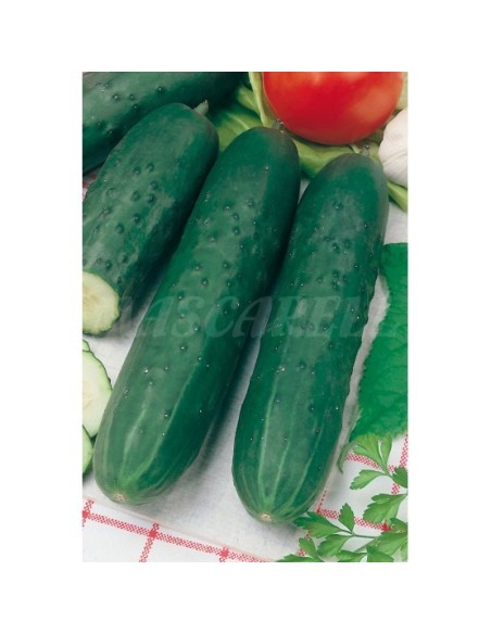 SEMILLA PEPINO MARKETER MEDIO LARGO