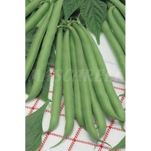SEMILLA JUDIA CONTENDER MEJORADA (MATA BAJA) 250GR