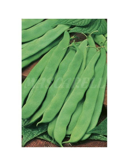 SEMILLA JUDIA SUPERMARCONI (MATA ALTA) 250GR
