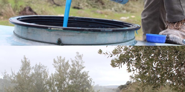 Importancia de los tratamientos postcosecha en  el olivar