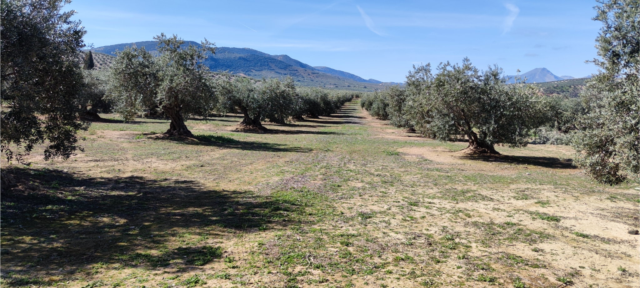 La importancia de los micronutrientes en Olivar, Tratamiento de primavera.