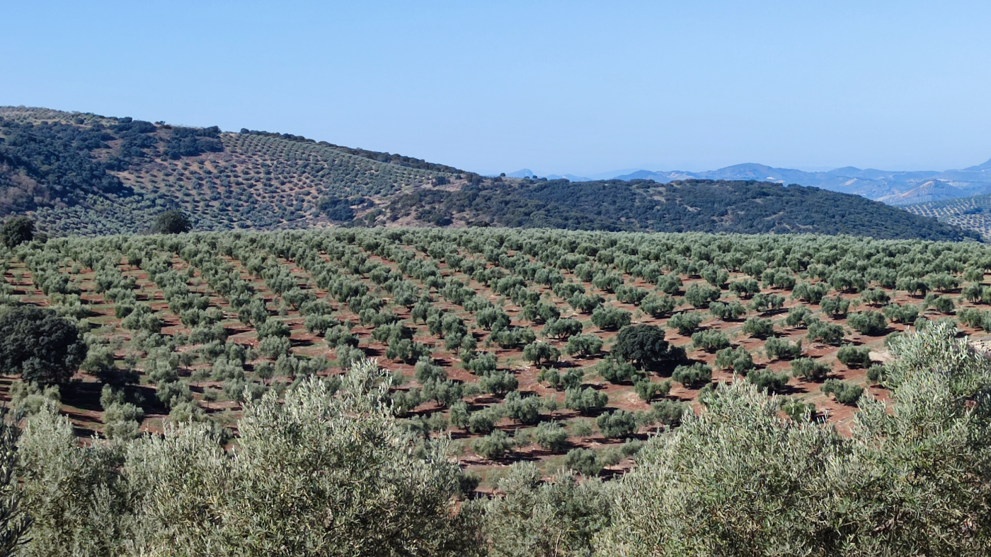 El abonado en Olivar
